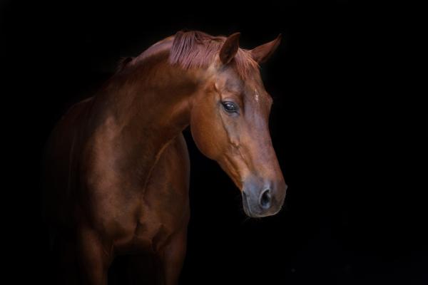 Arkivfoto: Adobe Stock