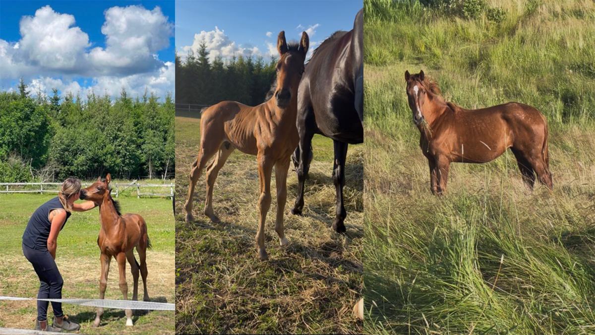 Föllycka på midsommarnatten