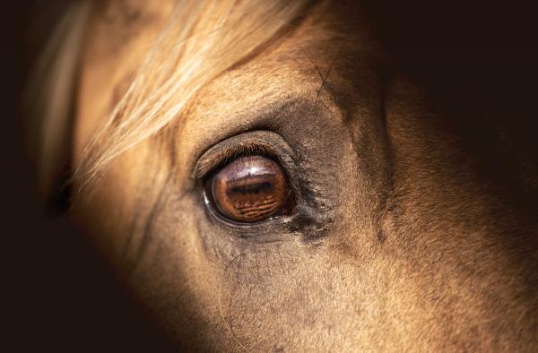 Genrebild: Adobe stock