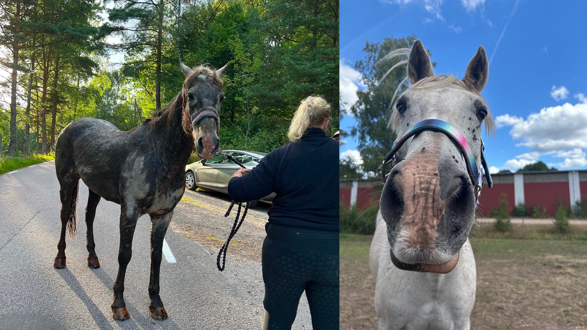 Till vänster när Areno hittades – till höger en bild från dagarna efter. Foto: Privat