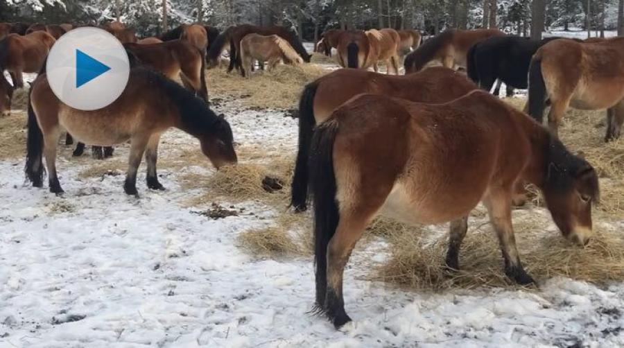I den viltlevande russflocken på Lojsta hed, södra Gotland, finns det just nu 51 ston i flocken och flera av dem är dräktiga.