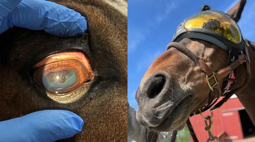 Före och efter operationen. Till en början bar Jiggy solglasögon. Foto: Privat
