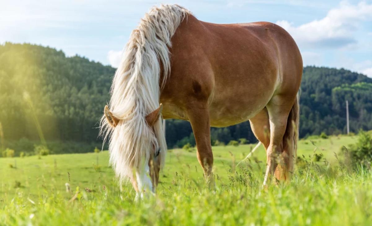 Arkivfoto: Adobe Stock