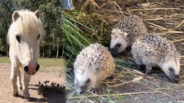 Ponnyn Jumjum, 35 år, har förgyllt sommaren – lika så igelkottarna. Foto: Privat