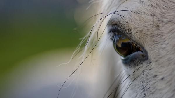 Arkivfoto: Adobe Stock