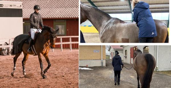 Almida Ericsson och Cree är äntligen tillbaka och vid en veterinärkoll gavs en tumme upp. Sedan dess har de tävlat och träffat på Johanna Lassnack.