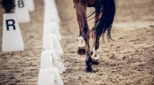 Arkivfoto: Adobe Stock
