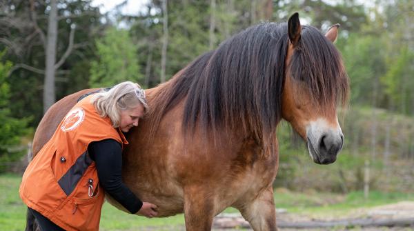 PÅ HÄSTENS VILLKOR. För Maria Yttermyr kan kli vara en del av relationsbyggandet – så länge det sker på hästens villkor och upplevs som något positivt av individen. Foto: Jennie Börs
