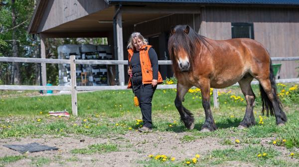 Med hjälp av targets blir det tydligt för hästen när träningen är i gång och när den är avslutad. Foto: Jennie Börs