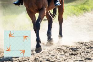 Foto: Adobe Stock 