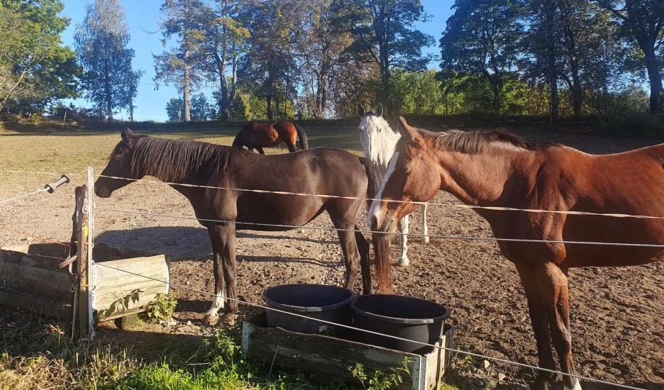 Att vara en del av flocken hjälper hästen att känna sig trygg. Foto: Inger Lise Andersen