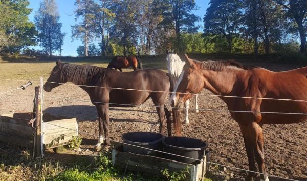 Att vara en del av flocken hjälper hästen att känna sig trygg. Foto: Inger Lise Andersen