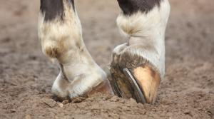 Arkivfoto: Adobe Stock
