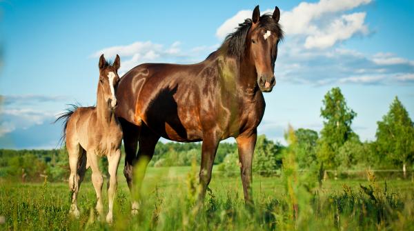 Arkivfoto: Adobe Stock