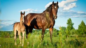 Arkivfoto: Adobe Stock