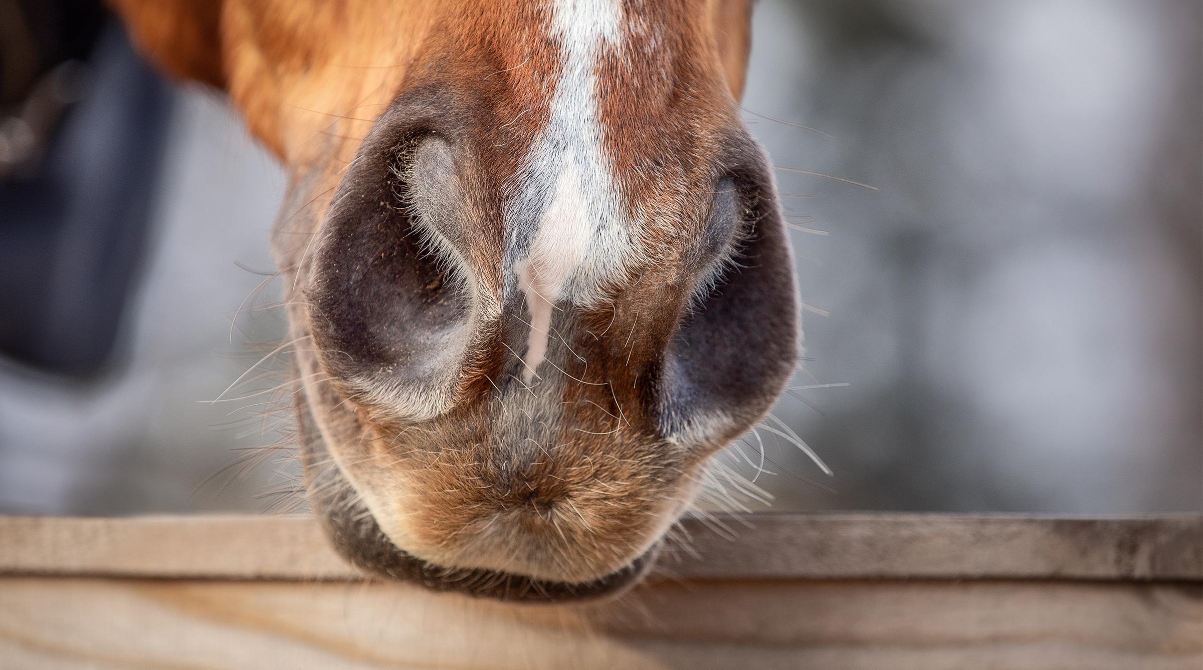 Arkivfoto: Adobe Stock