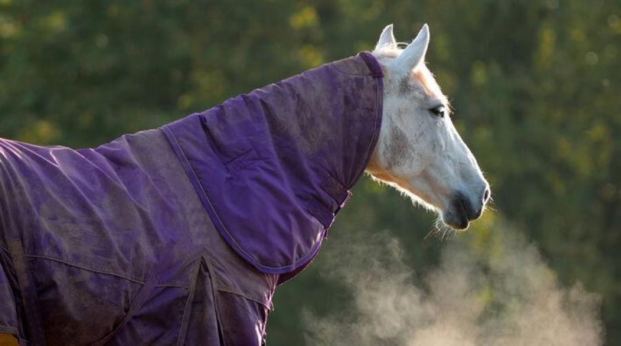 Vad händer under vintertäcket? 