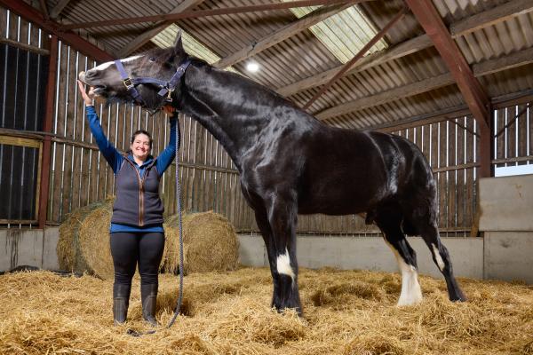 Shirehästen Hugo kniper platsen som världens största häst. Foto: Guinness World Records 2027