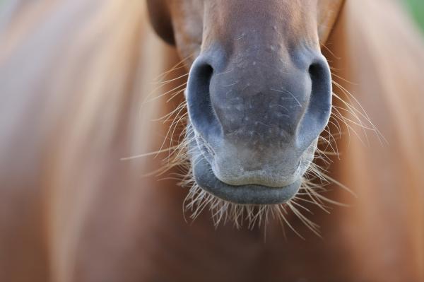 Foto: Adobe stock