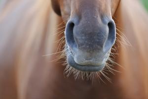 Foto: Adobe stock