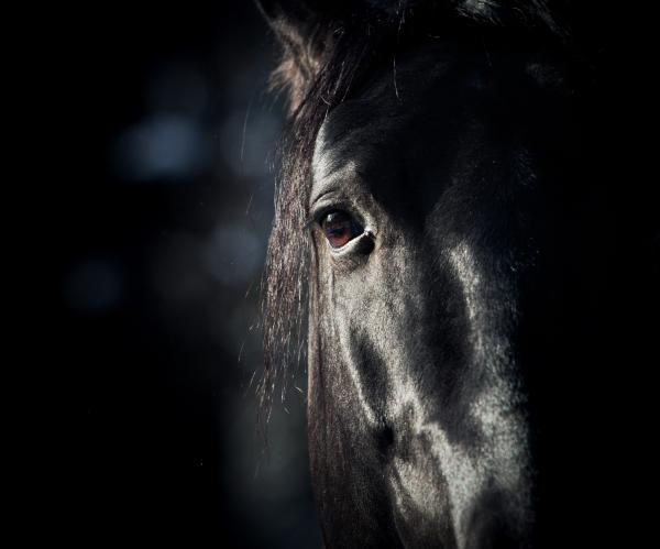 Foto: Adobe stock