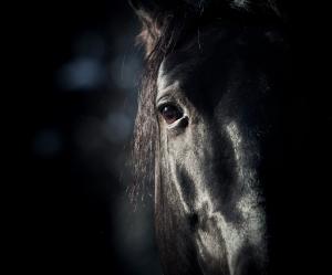 Foto: Adobe stock