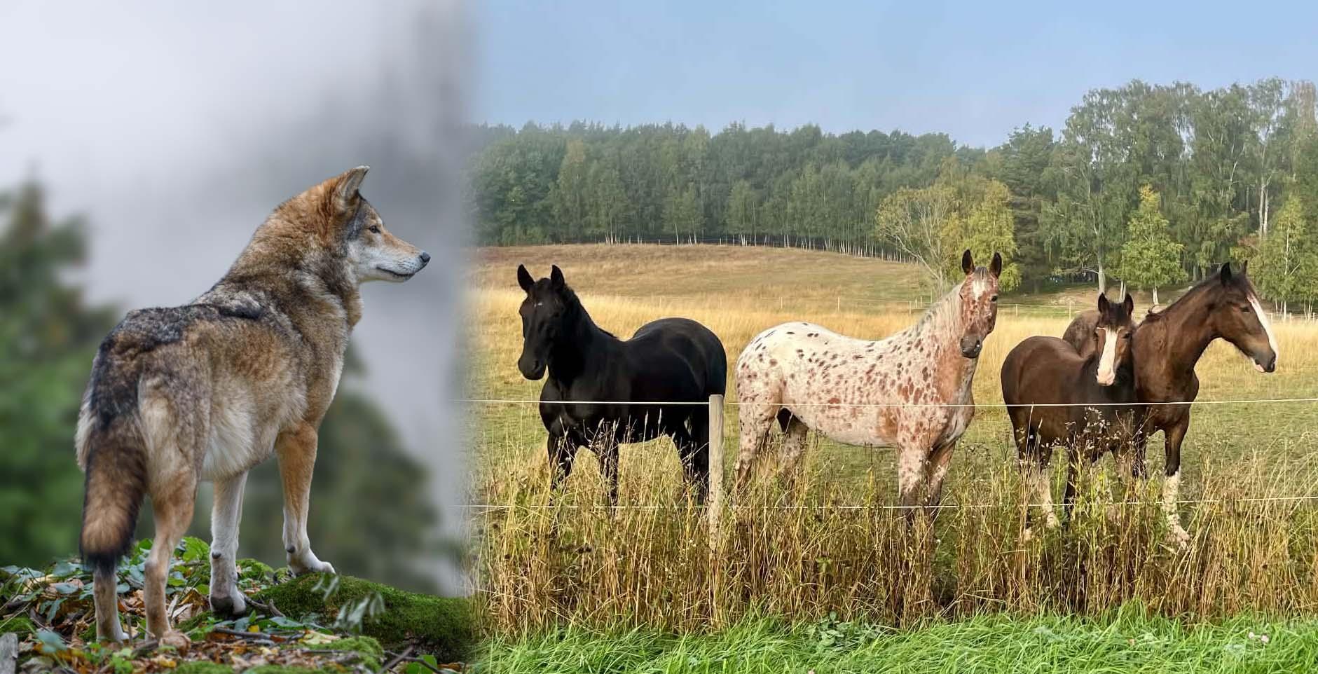 Foto: Adobe Stock & privat