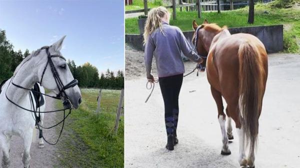 Att rida och hantera flera olika sorters hästar är lärorikt för att utvecklas som ryttare. Ida Pelander delar med sig av sina erfarenheter.