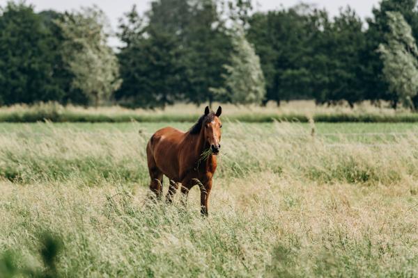 Foto: Adobe Stock