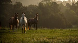 Arkivfoto: Adobe Stock