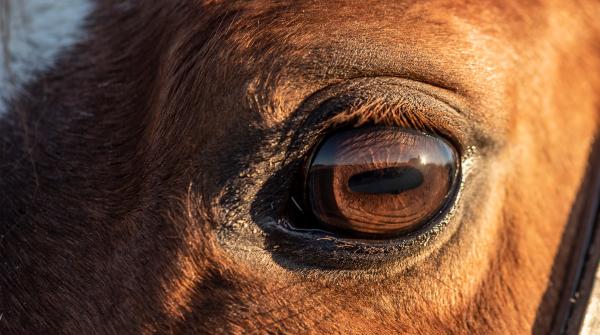 Arkivfoto: Adobe Stock