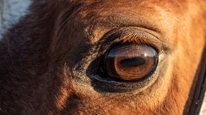 Arkivfoto: Adobe Stock
