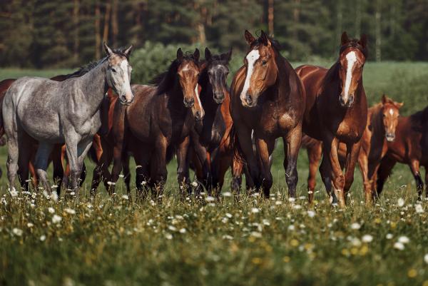 Foto: Adobe Stock