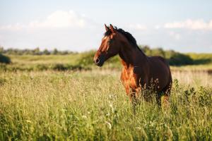 Foto: Adobe stock