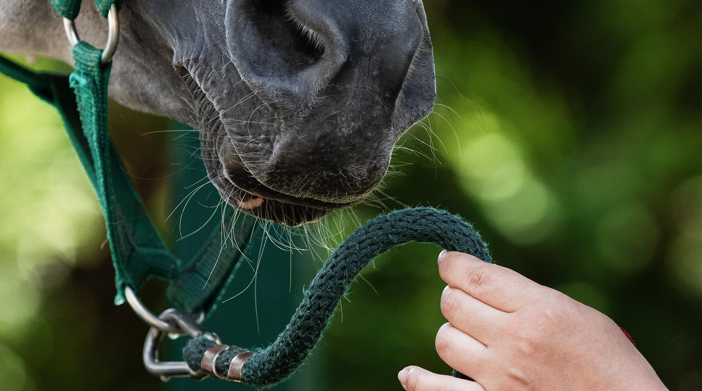 Arkivfoto: Adobe Stock