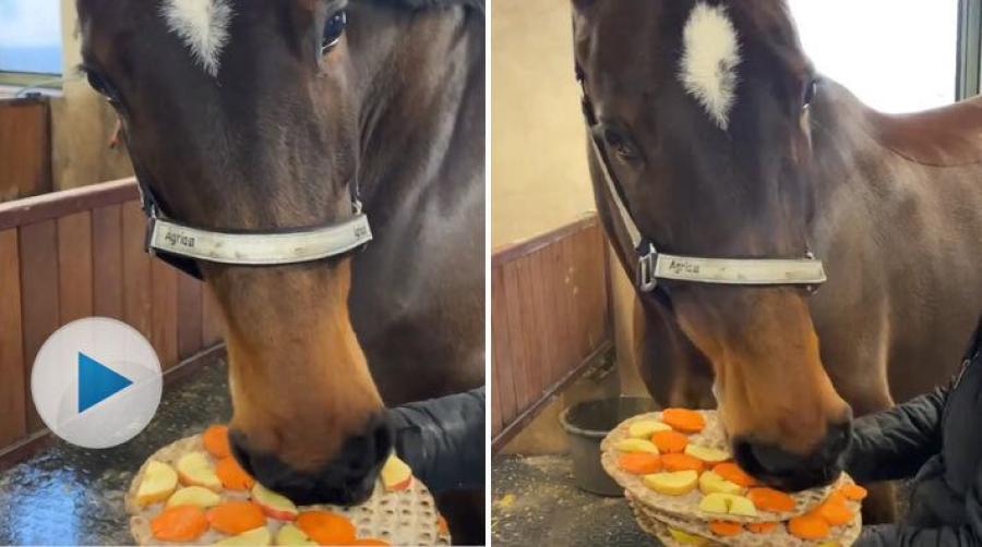 Flip's Little Sparrow har påbörjat sin resa mot Italien och pensionärslivet. Innan avfärd blev det knäckebröd, morötter och äpplen.