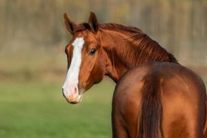 Arkivfoto: Adobe Stock