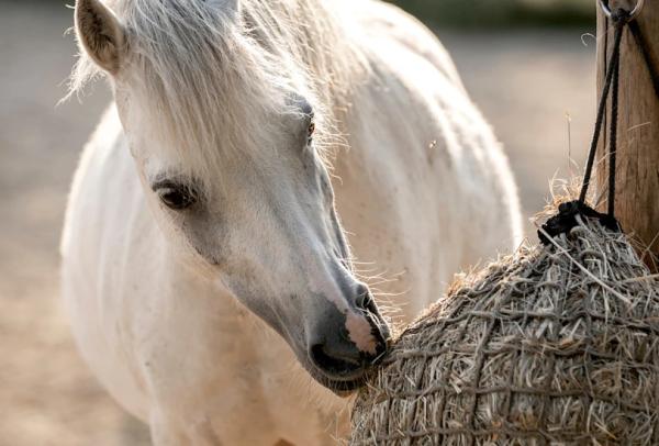 Foto: Adobe stock