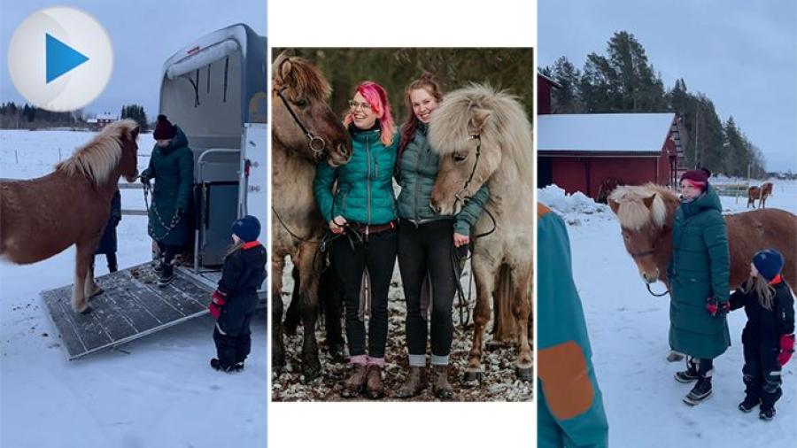 Har ni sett de roliga häst-memes där hästfantasten i familjen räknar efter hur många hästar hen har? En, två, flera eller en flock?