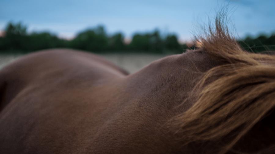 Fysioterapeutens bästa tips för underhåll för hästryggen (inkl. fyra avsuttna core-övningar)
