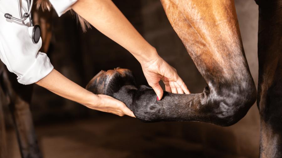 Webinar om de ökade veterinärkostnaderna kl 19.00 den 8/2