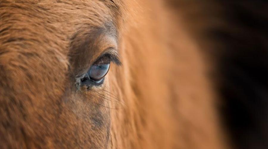 Arkivfoto: Adobe Stock
