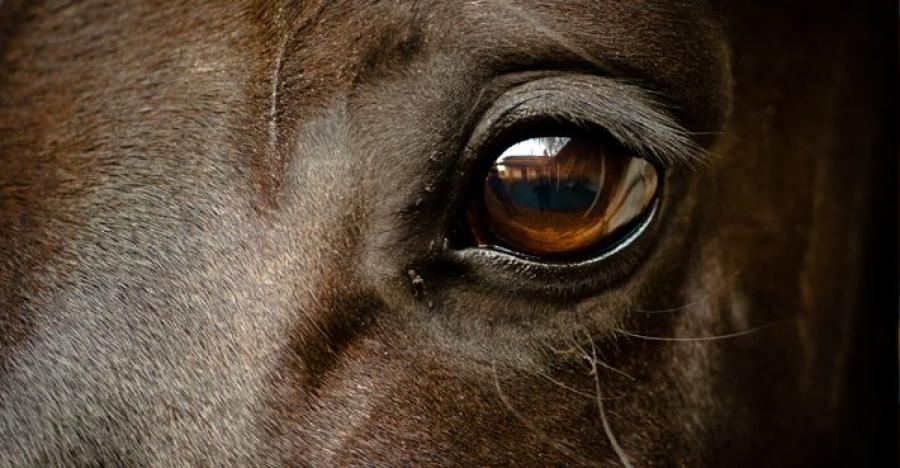 Foto: Adobe Stock