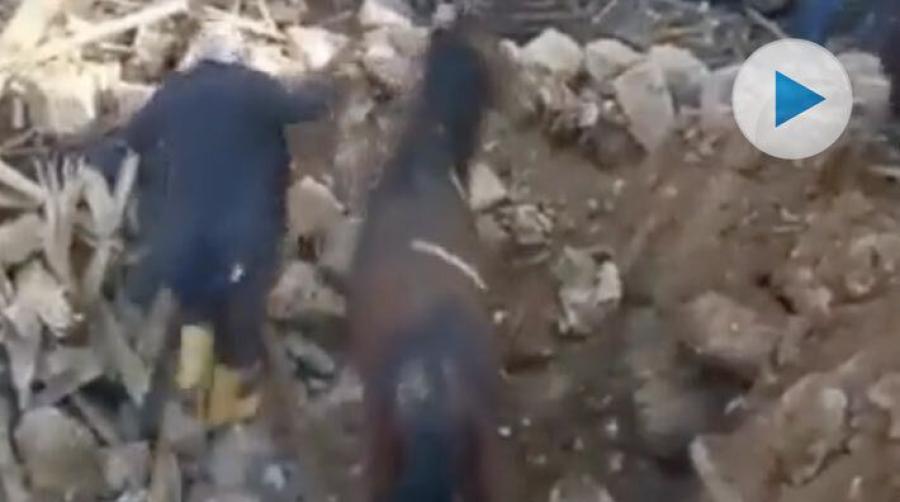 Jordbävningar i Turkiet och Syrien har tagit tusentals djur- och människoliv. En häst har räddats ur rasmassorna.
