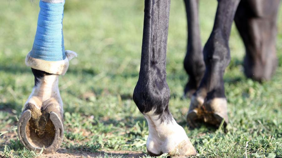 Så lägger du ett sårbandage