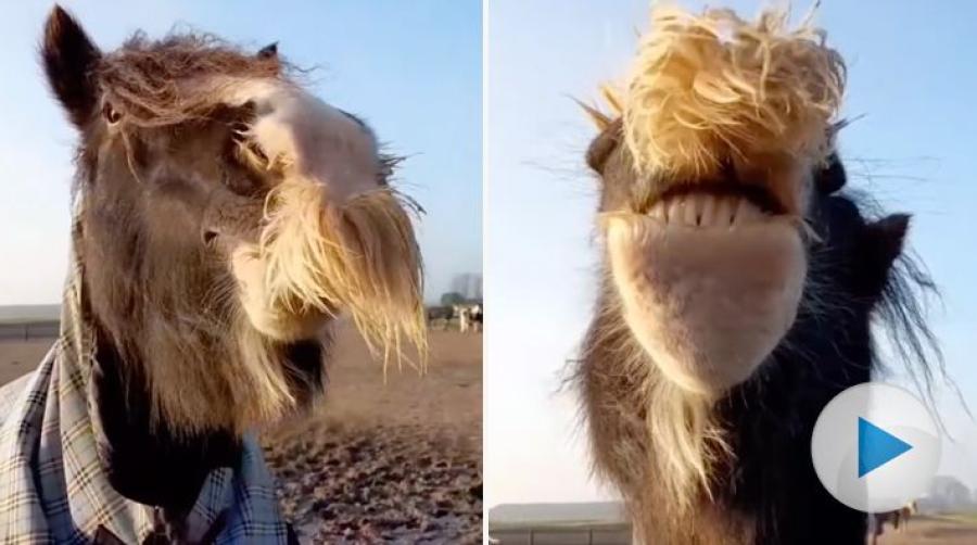 Den här stora pållen har en kraftig mustasch som den gärna visar upp när det kommer besök till hagen. Visst är den fin?