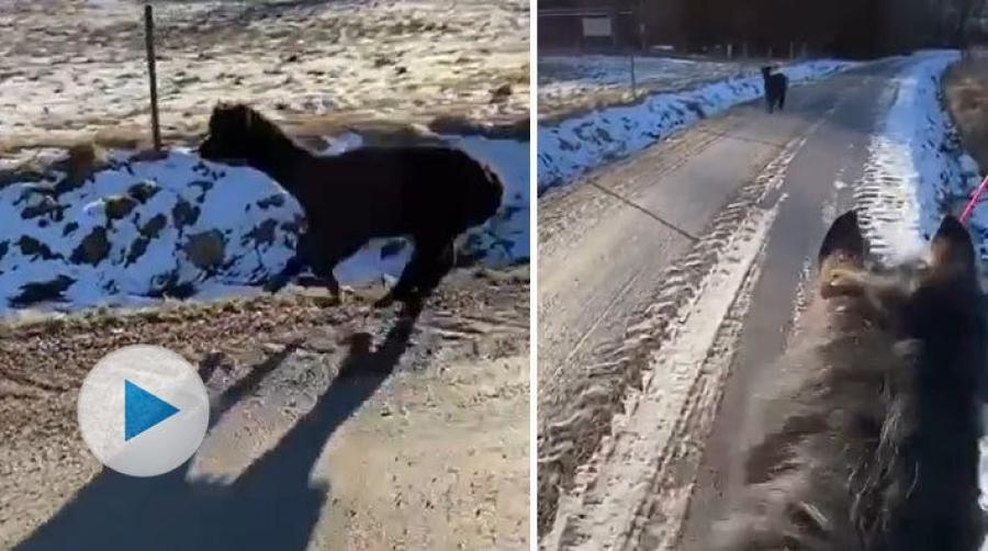 Det är inget konstigt, bara en alpacka i mötande fil på uteritten. En vanlig syn för ryttare i Högsäter, Dalsland, är att möta alpackan Krånk.