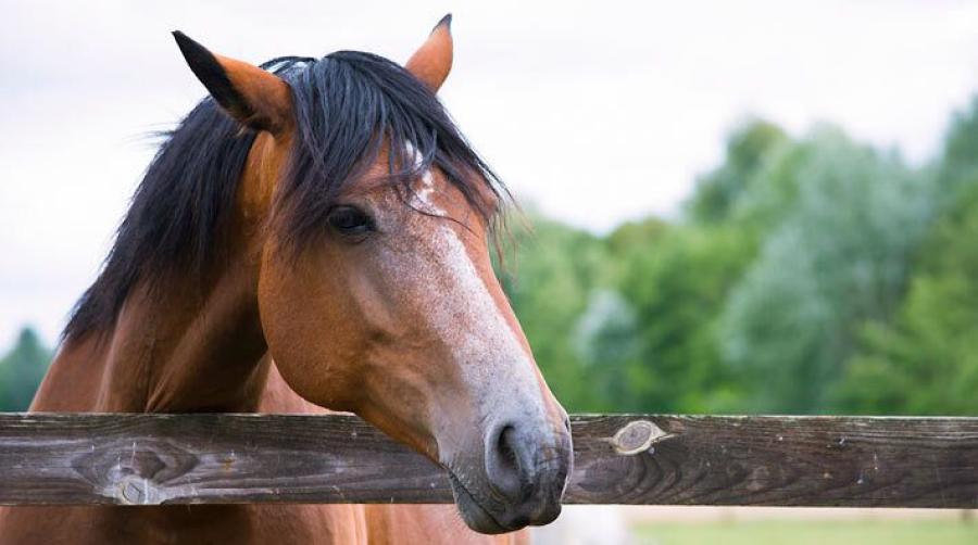 Foto: Adobe Stock