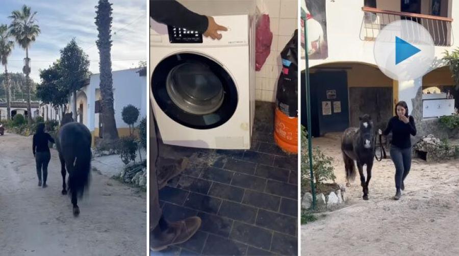 "Älskling jag krympte hästen"