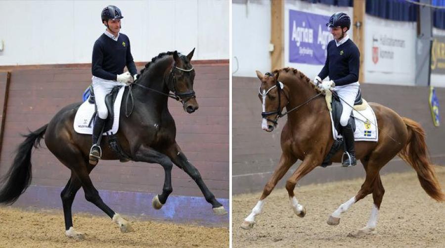 Dags för dressyrhingstarnas testridning